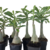 Muda Jovem de Rosa do Deserto de enxerto com flor Dobrada na cor Negra Matizada - BETHY BP 637 - comprar online