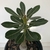 Adenium Socotranum - Legítima - comprar online