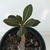 Adenium Socotranum - Legítima - comprar online