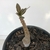 Adenium Socotranum - Legítima - comprar online