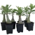 Muda Jovem de Rosa do Deserto de enxerto com flor tripla na cor Amarela - CITRINE - comprar online