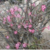 Sementes Raras - Multiflorum - Kit com 2 sementes - comprar online