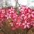Sementes Raras - Multiflorum - Kit com 2 sementes na internet