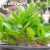 Sementes Arabicum Rara - NJ5 (NS +JND F2) (Bee Adenium) - comprar online