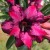 Muda Rosa do Deserto de enxerto com flor dobrada na cor Roxa matizada- HASSAN