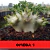 Sementes Arabicum Rara - Omega 1 - Somrak - comprar online