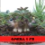 Sementes Arabicum Rara - Omega 1 F2 - Somrak - comprar online