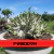 Sementes Arabicum Rara - Poseidon - Somrak - comprar online
