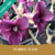 Muda Jovem de Rosa do Deserto de enxerto com flor Simples na cor Roxa - Purple Plum - comprar online