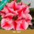 Muda Jovem de Rosa do Deserto de enxerto com flor Dobrada na cor Matizada - SILK FLOWER RC-567