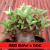 Sementes Arabicum Rara - Red Bow + DDC - Somrak - comprar online