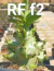 Sementes Arabicum Rara - RF F2 (Bee Adenium) - comprar online