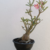 Planta Adulta de Rosa do Deserto de Semente com flor Simples na cor Matizada (cópia) na internet