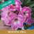 Muda Jovem de Rosa do Deserto de enxerto com flor simples na cor Rosa com bordas Branca - ROMANTIC EDGE