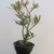 Planta Adulta de Rosa do Deserto de Semente com flor Simples na cor Matizada na internet
