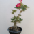 Planta Adulta de Rosa do Deserto de Semente com flor Simples na cor Rosa - comprar online