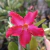 Planta Adulta de Rosa do Deserto de Semente com flor Simples Estrela na cor Rosa