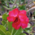 Planta Adulta de Rosa do Deserto de Semente com flor Dobrada na cor Rosa