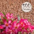 Kit com 500 sementes de flor simples na cor rosa para produção de cavalos para enxertia