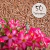 Kit com 50 sementes de flor simples na cor rosa para produção de cavalos para enxertia
