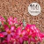 Kit com 100 sementes de flor simples na cor rosa para produção de cavalos para enxertia