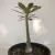 Adenium Socotranum - Legítima