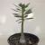 Adenium Socotranum - Legítima