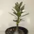 Adenium Socotranum - Legítima
