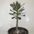 Adenium Socotranum - Legítima
