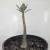 Adenium Socotranum - Legítima