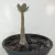 Adenium Socotranum - Legítima