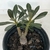 Adenium Socotranum - Legítima - comprar online