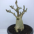 Thai Socotranum