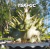 Sementes Arabicum Rara - TSK + GC (Bee Adenium) - comprar online