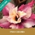 Muda Jovem de Rosa do Deserto de enxerto com flor Dobrada Matizada - Two Colors - comprar online