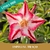 Muda Jovem de Rosa do Deserto de enxerto com flor simples na cor Rosa Matizada - TP TRAÇO