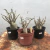 KIT COLECIONADOR MUDAS RARAS - comprar online