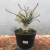 KIT COLECIONADOR MUDAS RARAS - RD Garden Center | Rosas do Deserto e Flor do Deserto