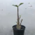 Adenium Arabicum na internet