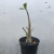 Adenium Arabicum - comprar online