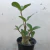 Adenium Arabicum - comprar online