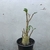 Adenium Arabicum na internet
