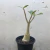 Adenium Arabicum na internet