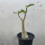 Adenium Arabicum - comprar online