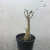 Adenium Arabicum - comprar online
