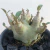 Arabicum Hulk - comprar online