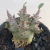 Arabicum Omega F2 - comprar online