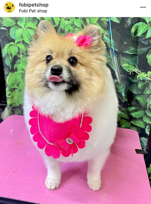 Gargantilha feltro - 4 unidades - comprar online