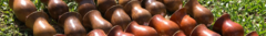 Banner da categoria Cuias