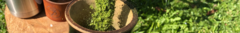 Banner da categoria Erva-Mate